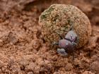 A dung beetle rolling a ball