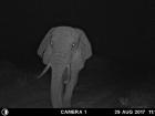 A crop raiding bull captured on one of our night cameras