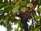 Cocoa pods ripening in the Grenadian sunshine