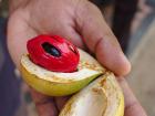 A nutmeg fruit actually produces two spices: The red is mace, and the inner seed is what we know as nutmeg