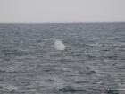 A blow spout, the tell-tale sign of a whale; This was a Fin whale in the Southern Atlantic Ocean