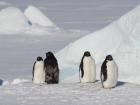 Adelie penguins studying me while I study them