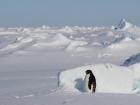 An Adelie penguin, taking shelter from the Antarctic wind