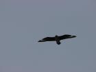 A skua bird flying in the Antarctic Circle