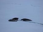 This is the most seal I've seen in one place so far, and they were wrestling, playing, rolling around in the snow, and just have a great time together
