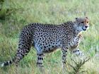 A pregnant cheetah; Cheetahs are the fastest animals on earth!