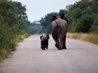 A mother elephant and her baby, walking down the road together