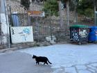 This cat lives in the shadow of the Parthenon in Athens