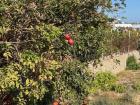 A pomegranate tree outside Kusadasi, Turkey 