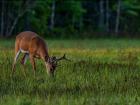 A young buck, having a meal