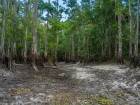 Dry land, wet grass, a group of trees, or a bunch of cypress trees can each tell me something new