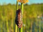 Botswana is full of surprises, big and small