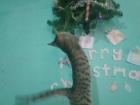 A neighbor's cat stumbled upon the Christmas decorations we made at the farm in Honde, Mozambique