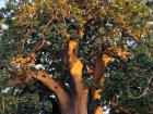 A young baobab tree that a friend and I saw in Vilanculos
