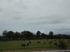 Field of dairy cows in rural Ireland
