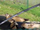 Common Seals almost ready for release
