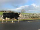 Dairy cow enjoying a stroll down the road - very typical sight in rural Ireland