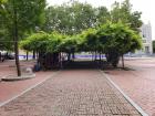 A tree covered sitting area