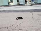 One of the cats on campus has caught itself a mouse