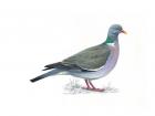 The English wood pigeon