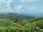Beautiful tea gardens in Kerala