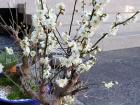 Bonsai, miniature plum tree