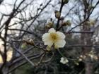 White plum blossom 