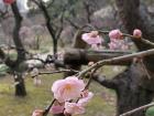 Light pink plum blossom