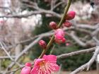 Bright pink plum blossom 