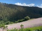 Beautiful purple flowers growing on Ilalo 