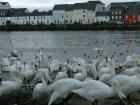 Image from The Connacht Tribune showing the large number of mute swans present in Claddagh, Galway back in 2018