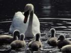 A swan with its cygnets, or baby swans