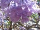 During Spring, the Jacaranda tree on the University of Namibia campus erupts in beautiful purple flowers--you can find Jacaranda trees in bloom all over Windhoek from September to December