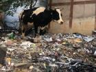 Unfortunately, some cows get into piles of waste that collect in the city. Bangalore is working to prevent public dumping, but it is an ongoing problem