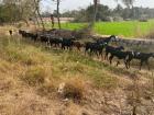 We have seen goats as well in the cities, but more in rural areas! One waste center we visited used goats to eat the vegetable waste they collect