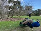 Behold a magnificent peacock