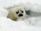 This small pup is white, but adult ringed seals can weigh up to 150 pounds and are grey with dark spots surrounded by light grey rings (Photo: NOAA)