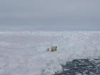 Our first polar bear sighting! We observed the mother and a spring cub safely from onboard the ship (Photo: Laura Schmidt)