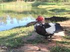 I just had to snap this beautiful red-headed duck!