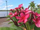 These Plumeria are very popular flowers in Paraguay!