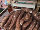 Cassava is a staple crop in Paraguay