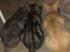 My three cats eating together 