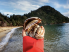 I went on a short backpacking trip to a very beautiful lake in New Zealand; there were many beautiful shells to collect around the shore