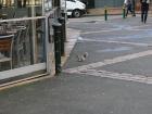 A squirrel looking for food on the street
