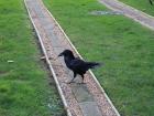 Big raven at the Tower of London with shiny black eyes