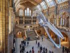 Huge blue whale skeleton in the London Natural History Museum