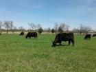 Black Angus Cattle Graze Near Forney