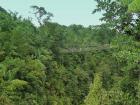 Eco-tourists crossing a suspension bridge in Dominica