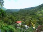 Pristine rainforest in Dominica
