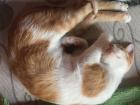 There are two kittens at my new house to keep me company while I work